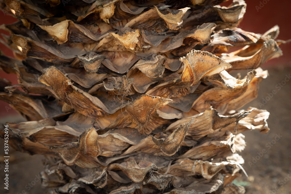Struktur Palme Baumrinde Struktur Palme Baumrinde