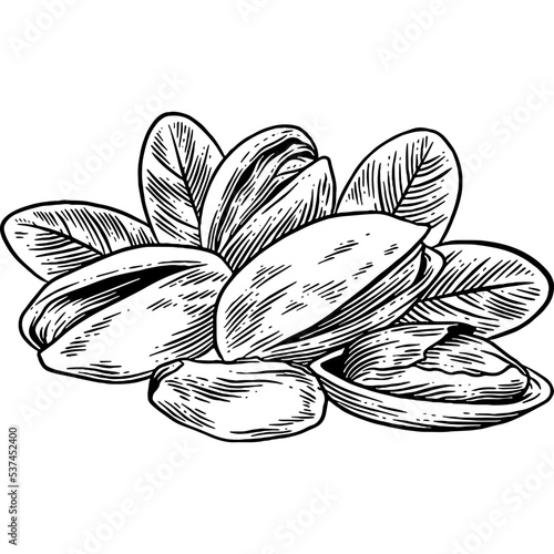 Hand drawn Pistachio Nuts Sketch Illustration