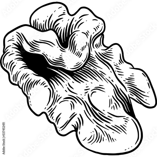 Hand drawn Walnut Sketch Illustration