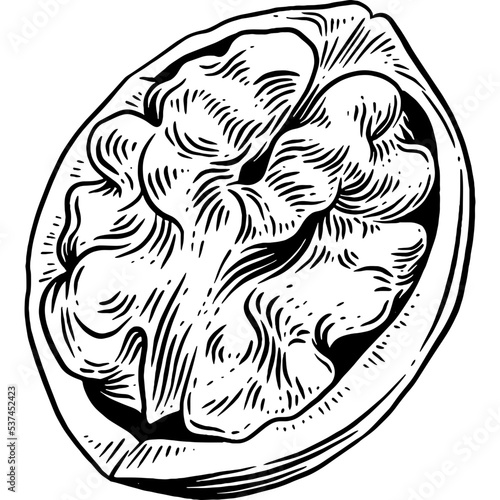 Hand drawn Walnut Sketch Illustration