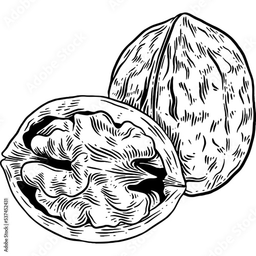 Hand drawn Walnuts Sketch Illustration