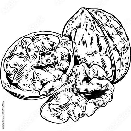 Hand drawn Walnuts Sketch Illustration