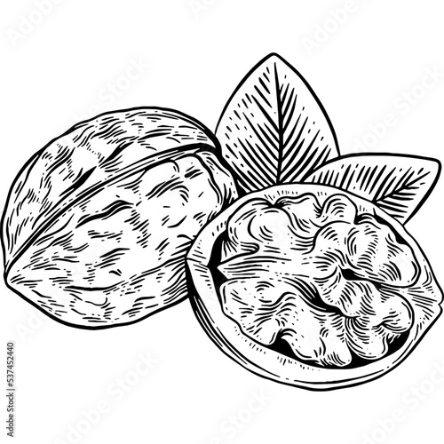 Hand drawn Walnuts Sketch Illustration
