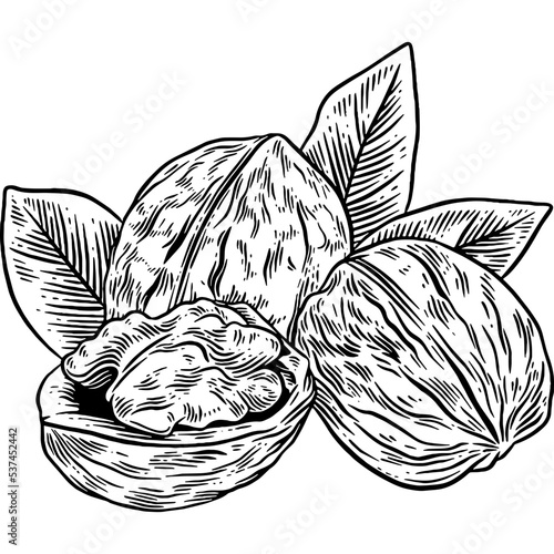 Hand drawn Walnuts Sketch Illustration