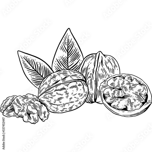 Hand drawn Walnuts Sketch Illustration
