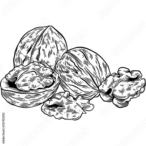 Hand drawn Walnuts Sketch Illustration