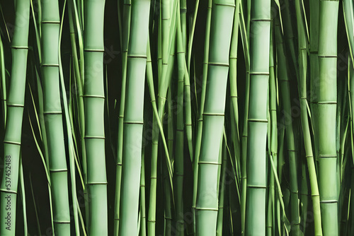 picture of grown bamboo  bamboo plantation  bamboo wood  a building material