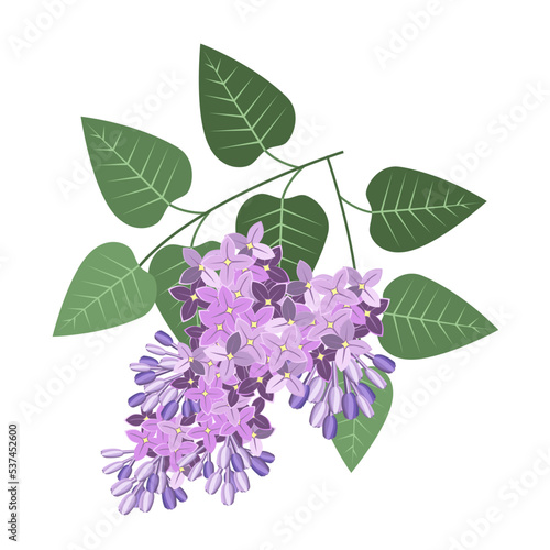 A branch of a lilac bush isolated on a white background.Vector flower illustration for postcards,textiles.