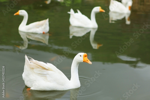 Fototapeta Naklejka Na Ścianę i Meble -  A group of swans swimming