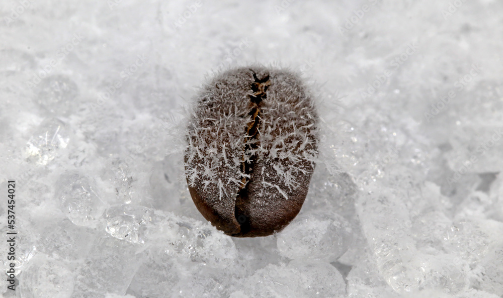 Fototapeta premium A coffee bean freezing on a layer of ice. Concept of cold drinks.