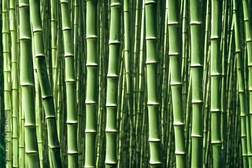picture of grown bamboo  bamboo plantation  bamboo wood  a building material