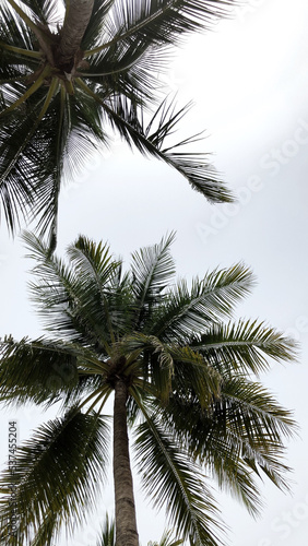 Coconut Tree in Pulau Redang, Malaysia © Glenna