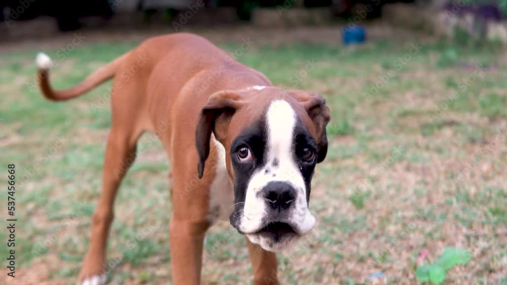 Close-up shot of a boxer puppy barking in slow-motion Close-up shot of a boxer puppy barking in slow-motion