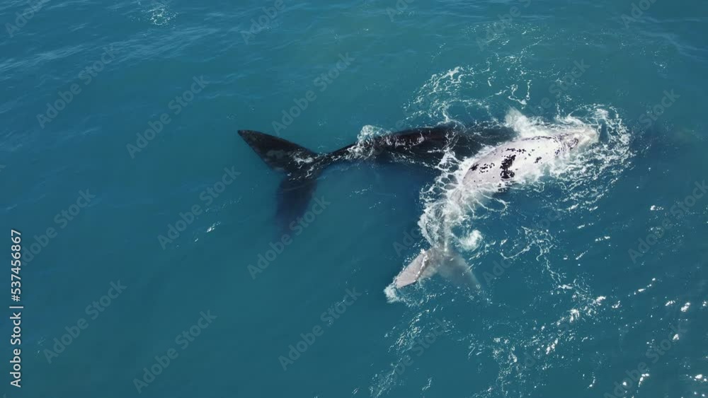 Brindle Southern Right whale calf nuzzling its mom; aerial view Brindle Southern Right whale calf nuzzling its mom; aerial view