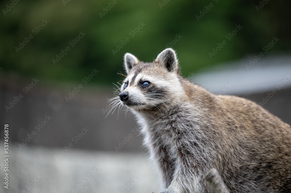 Obraz premium アライグマ