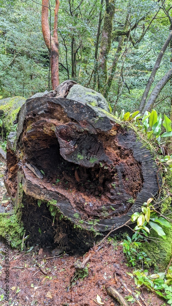 Fototapeta premium stump in the woods