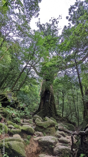 trees in the forest