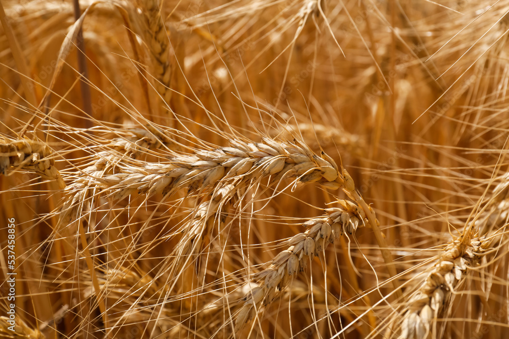 Ripe wheat spikes in agricultural field, closeup Ripe wheat spikes in agricultural field, closeup