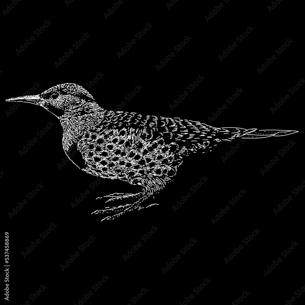 Northern Flicker hand drawing. Vector illustration isolated on black