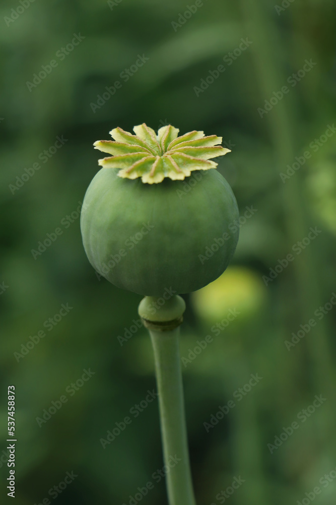 Green poppy head growing in field, closeup Green poppy head growing in field, closeup