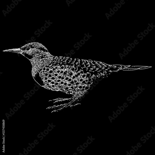 Northern Flicker hand drawing. Vector illustration isolated on black background.