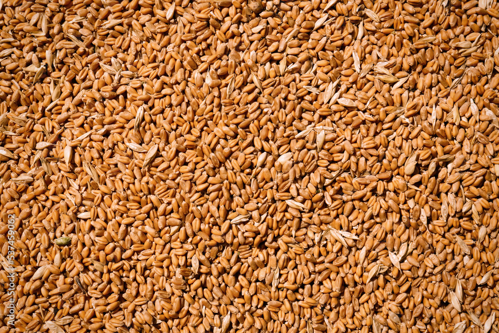 Pile of wheat grains as background, closeup view Pile of wheat grains as background, closeup view