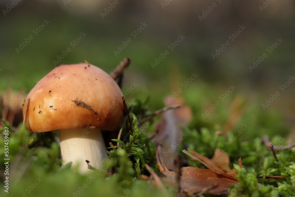 Russula mushroom growing in forest, closeup. Space for text Russula mushroom growing in forest, closeup. Space for text