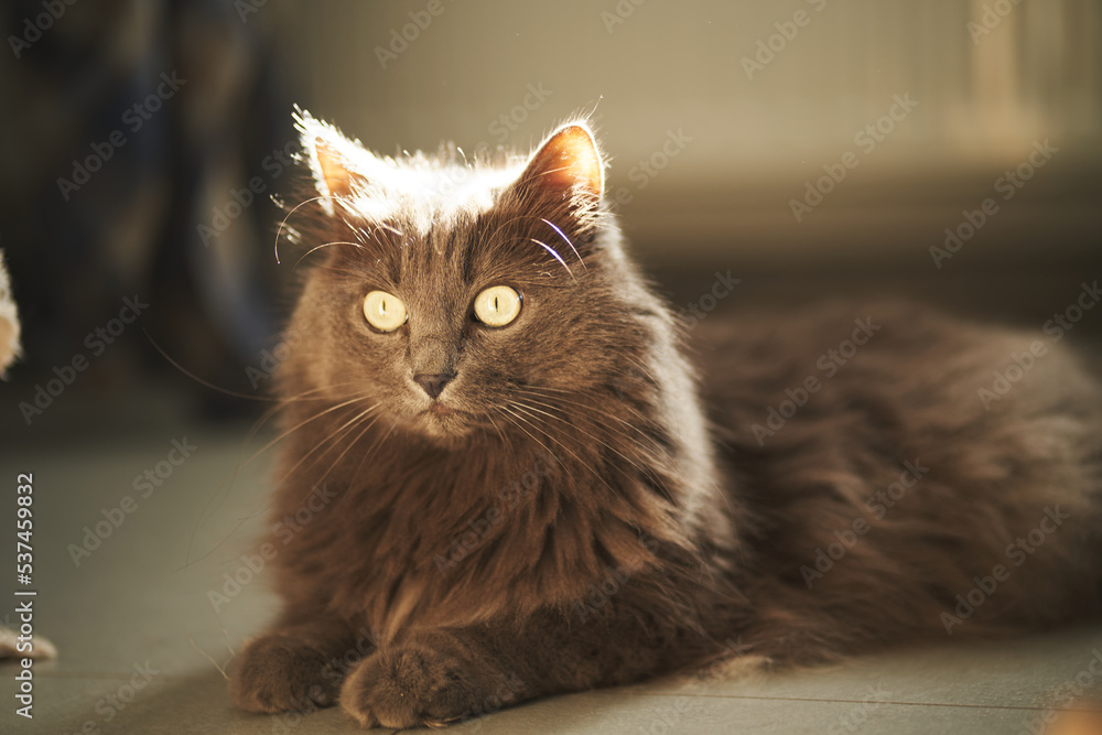 A curious domestic cat with sunlight at the back looking into the camera A curious domestic cat with sunlight at the back looking into the camera