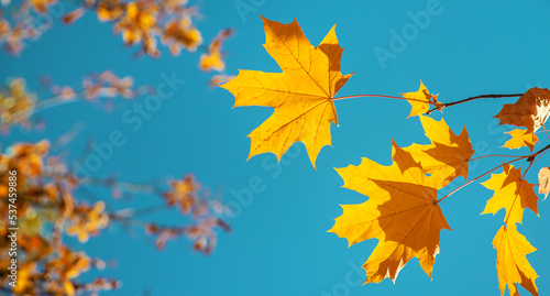 Autumn leaves on a tree. Selective focus.