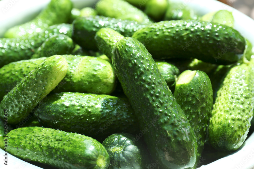 Many fresh ripe cucumbers in bowl, closeup Many fresh ripe cucumbers in bowl, closeup