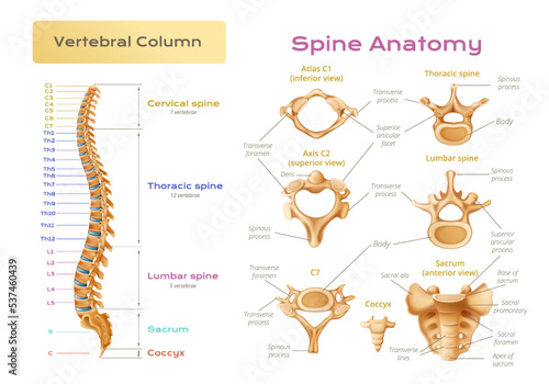 Vertebral Column Spine Infographics