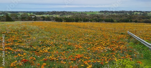 Field with wild orange flowers on a cloudy day photo