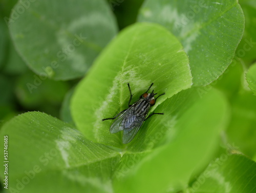 A fly on a green clover leaf in a flower bed in a city park. A harmful insect basks in the sun on a sunny spring day.