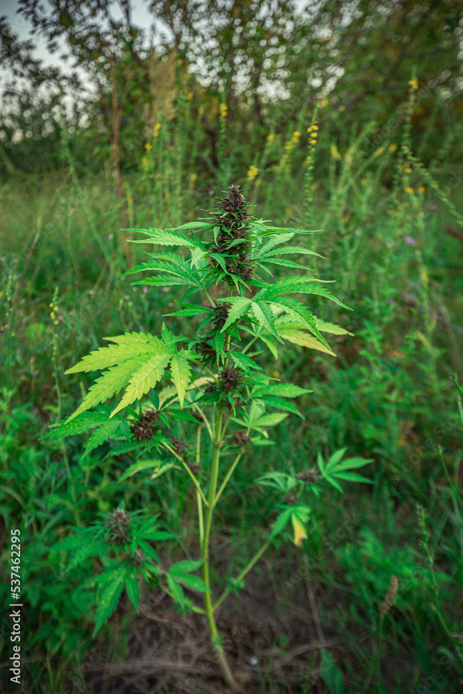 ripe mature green medical cannabis.marijuana