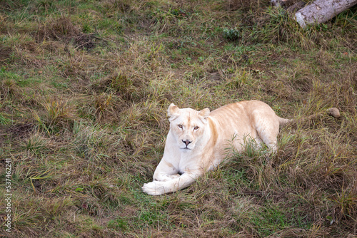 White lioness in nature park  Panthera leo krugeri 