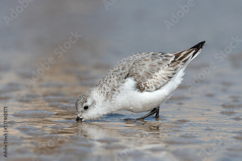 Sanderling, Calidris alba, adult non breeding winter plumage  photo