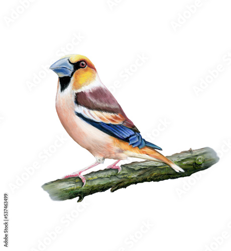 Fototapeta hawfinch hand drawn colorful bird