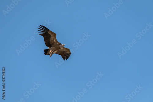 Griffon Vulture (Gyps fulvus) in flight in Monfrague National Park, Extremadura, Spain.