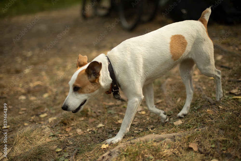 Dog running down street. Pet runs away. Homeless dog is looking for his way home. Dog running down street. Pet runs away. Homeless dog is looking for his way home.