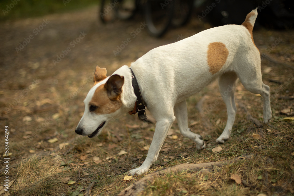 Dog running down street. Pet runs away. Homeless dog is looking for his way home.