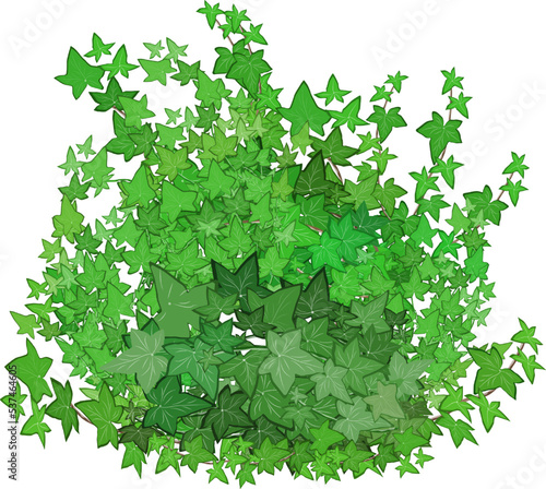  Ornamental green plant in the form of a hedge.Realistic garden shrub  seasonal bush  boxwood  tree crown bush foliage.For decorate of a park  a garden or a green fence.