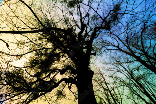 Beauvoir en Royans France 12/2021 photographie en contrejour d'arbre sec, sans feuilles, parasité par le gui. Ciel matinal multicolore. photo