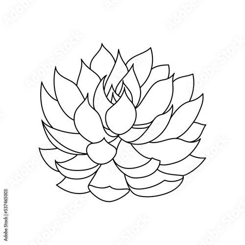 Succulent echeveria in doodle style, vector illustration. Desert flower hand drawn for print and design. Isolated element on a white background. Home plant outline, side view