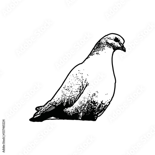 vector illustration of Hand draws bird line art. Adult book coloring pages line art.