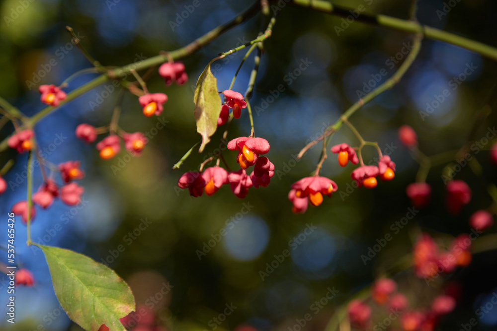 Fototapeta premium A bush with small pink flowers with orange center. Selective focus