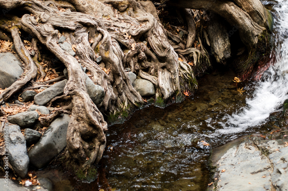 tree roots on the background of the stream tree roots on the background of the stream