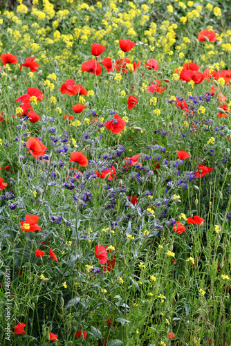 Mixed flowers, field of poppies.