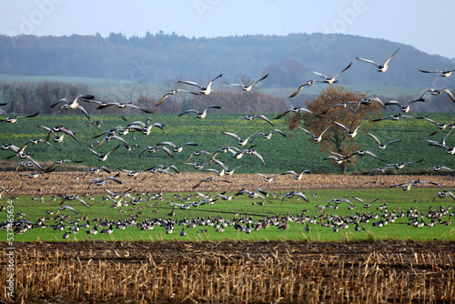 Black field goose, bramble geese