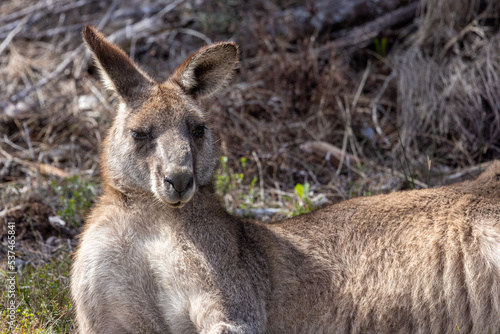 Portrait of a kangaroo at the edge of a forest near Jervis bay, Australia
