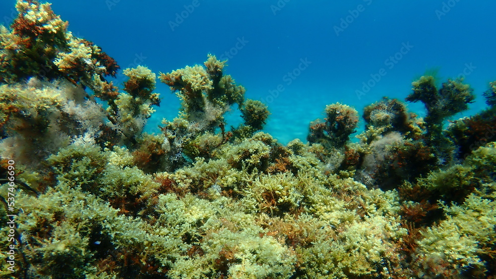 Brown algae Ericaria amentacea undersea, Aegean Sea, Greece, Halkidiki Brown algae Ericaria amentacea undersea, Aegean Sea, Greece, Halkidiki